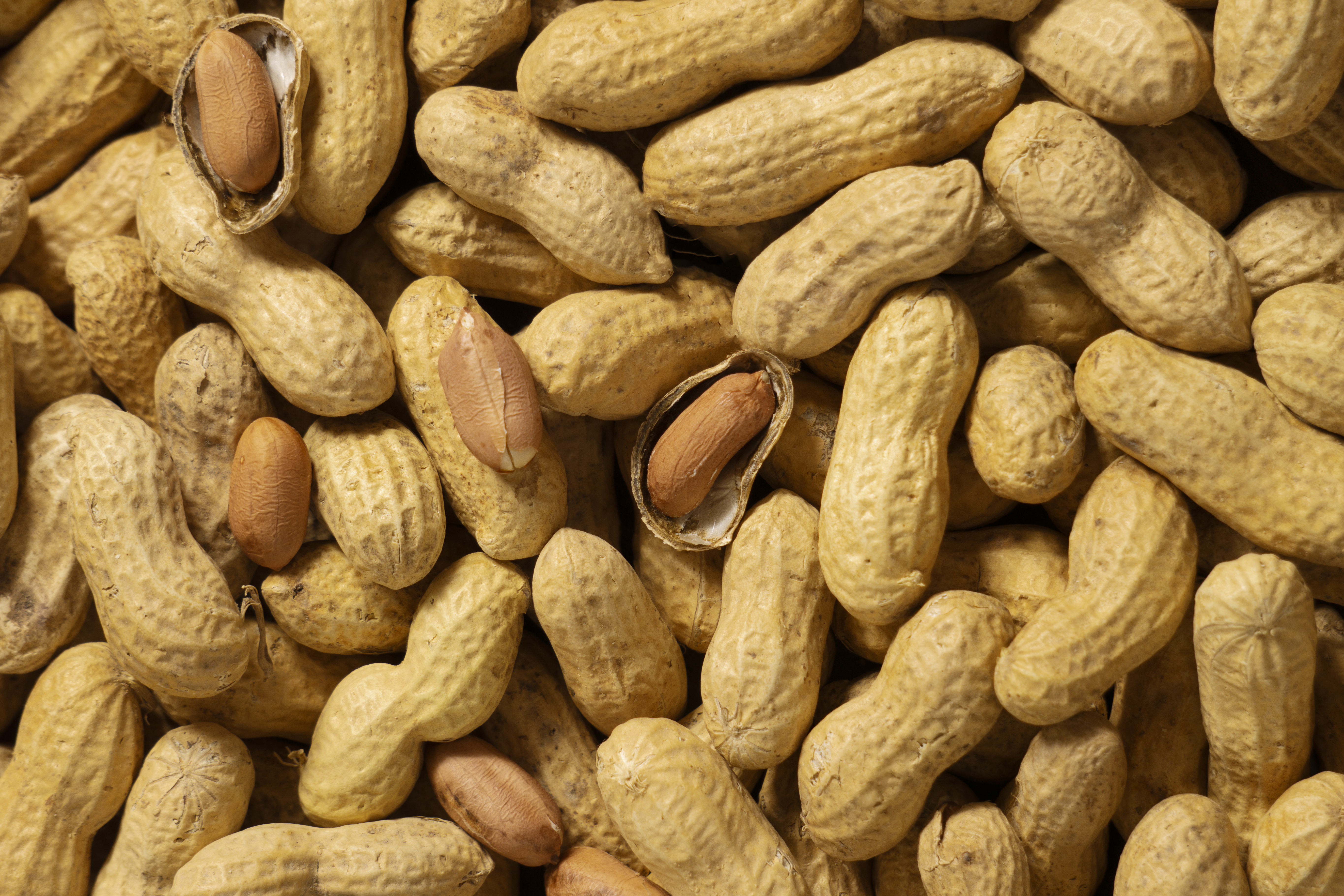 Groundnut Specifications
